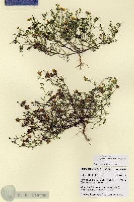 URN_catalog_HBHinton_herbarium_28691.jpg.jpg