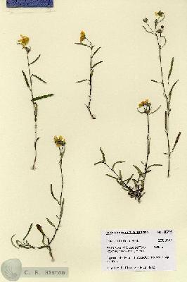 URN_catalog_HBHinton_herbarium_28725.jpg.jpg