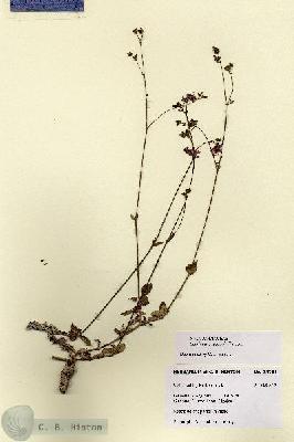 URN_catalog_HBHinton_herbarium_28701.jpg.jpg