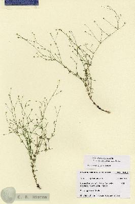 URN_catalog_HBHinton_herbarium_28707.jpg.jpg