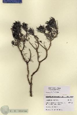 URN_catalog_HBHinton_herbarium_28709.jpg.jpg
