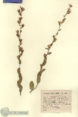URN_catalog_HBHinton_herbarium_2871.jpg.jpg