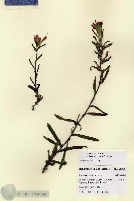 URN_catalog_HBHinton_herbarium_28714.jpg.jpg