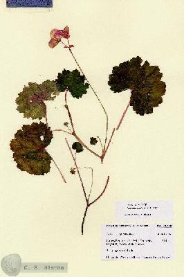 URN_catalog_HBHinton_herbarium_28719.jpg.jpg