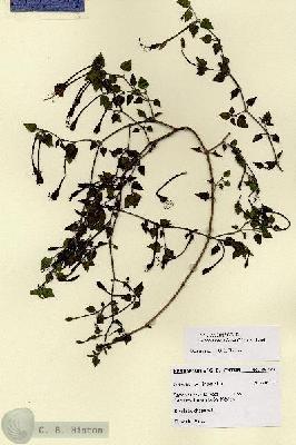 URN_catalog_HBHinton_herbarium_28722.jpg.jpg