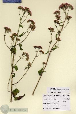URN_catalog_HBHinton_herbarium_28734.jpg.jpg