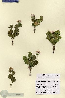 URN_catalog_HBHinton_herbarium_28735.jpg.jpg