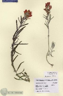 URN_catalog_HBHinton_herbarium_28742.jpg.jpg