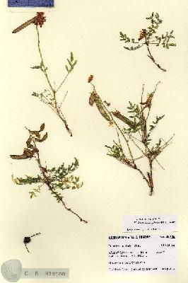 URN_catalog_HBHinton_herbarium_28745.jpg.jpg