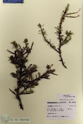 URN_catalog_HBHinton_herbarium_28756.jpg.jpg
