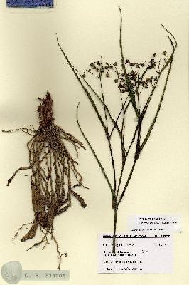 URN_catalog_HBHinton_herbarium_28777.jpg.jpg