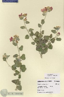 URN_catalog_HBHinton_herbarium_28782.jpg.jpg