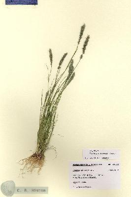 URN_catalog_HBHinton_herbarium_28775.jpg.jpg