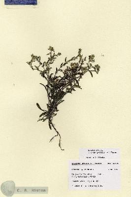 URN_catalog_HBHinton_herbarium_28779.jpg.jpg