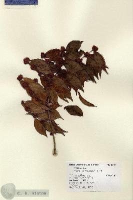URN_catalog_HBHinton_herbarium_13812.jpg.jpg