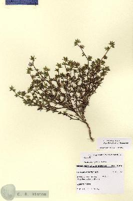 URN_catalog_HBHinton_herbarium_28786.jpg.jpg