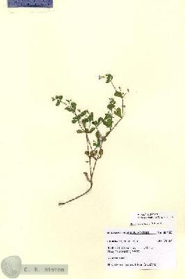 URN_catalog_HBHinton_herbarium_28793.jpg.jpg