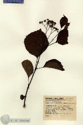 URN_catalog_HBHinton_herbarium_13914.jpg.jpg