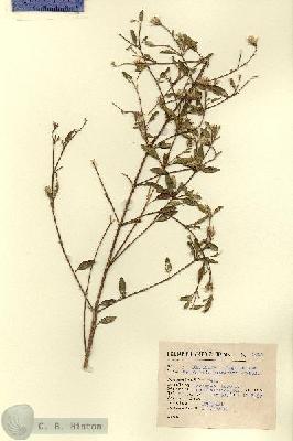 URN_catalog_HBHinton_herbarium_2895.jpg.jpg