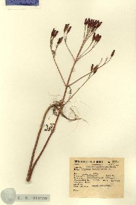 URN_catalog_HBHinton_herbarium_2909.jpg.jpg