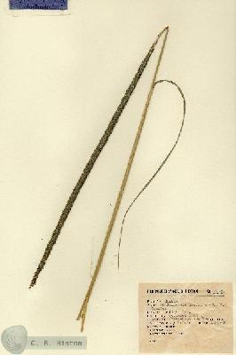 URN_catalog_HBHinton_herbarium_2910.jpg.jpg
