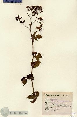 URN_catalog_HBHinton_herbarium_2912.jpg.jpg