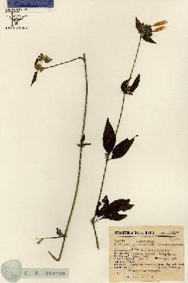URN_catalog_HBHinton_herbarium_14104.jpg.jpg