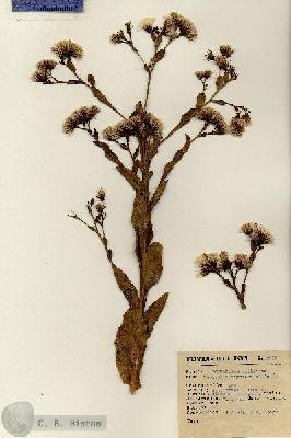 URN_catalog_HBHinton_herbarium_2952.jpg.jpg