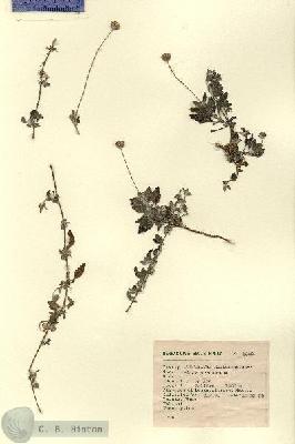URN_catalog_HBHinton_herbarium_3009.jpg.jpg
