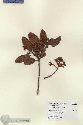 URN_catalog_HBHinton_herbarium_14234.jpg.jpg