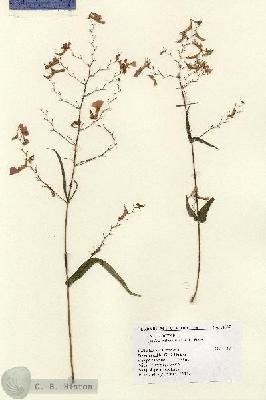 URN_catalog_HBHinton_herbarium_14837.jpg.jpg