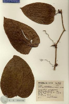 URN_catalog_HBHinton_herbarium_14364.jpg.jpg