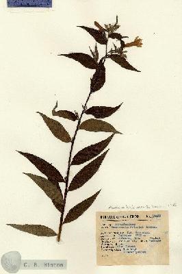 URN_catalog_HBHinton_herbarium_14439.jpg.jpg
