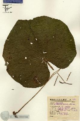 URN_catalog_HBHinton_herbarium_14644.jpg.jpg