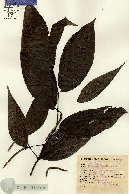 URN_catalog_HBHinton_herbarium_14984.jpg.jpg