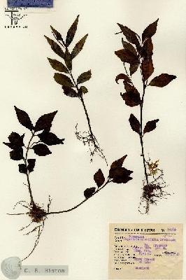 URN_catalog_HBHinton_herbarium_14986.jpg.jpg