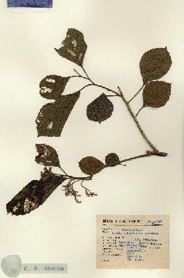 URN_catalog_HBHinton_herbarium_15066.jpg.jpg