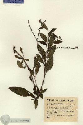 URN_catalog_HBHinton_herbarium_15069.jpg.jpg