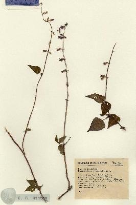 URN_catalog_HBHinton_herbarium_15350.jpg.jpg