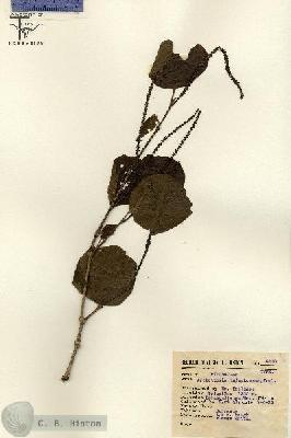 URN_catalog_HBHinton_herbarium_4287.jpg.jpg