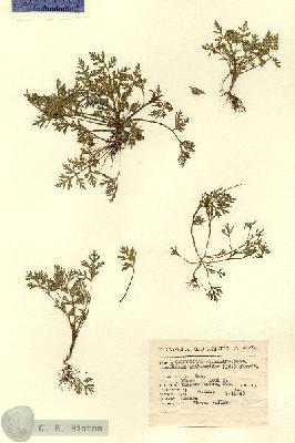 URN_catalog_HBHinton_herbarium_4327.jpg.jpg