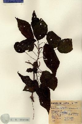 URN_catalog_HBHinton_herbarium_4329.jpg.jpg