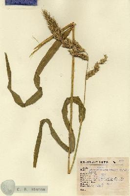 URN_catalog_HBHinton_herbarium_4345.jpg.jpg