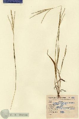 URN_catalog_HBHinton_herbarium_4490.jpg.jpg