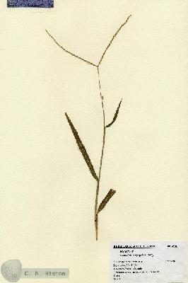 URN_catalog_HBHinton_herbarium_4510.jpg.jpg