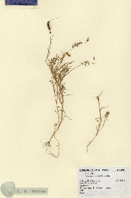 URN_catalog_HBHinton_herbarium_6770.jpg.jpg