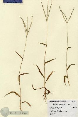 URN_catalog_HBHinton_herbarium_4691.jpg.jpg