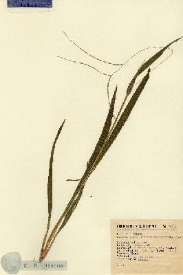 URN_catalog_HBHinton_herbarium_6532.jpg.jpg