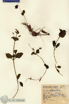 URN_catalog_HBHinton_herbarium_678.jpg.jpg
