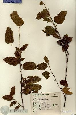 URN_catalog_HBHinton_herbarium_6954.jpg.jpg